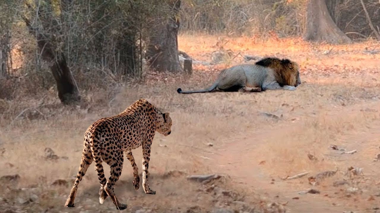 Lion et guépard main image 1