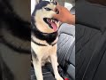 Alas, if you dare to show your teeth, the dogs have become sperms. I never thought of the cute p