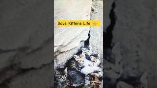 5 Kittens Rescued Just in Time from an Abandoned Building 🐾❤️