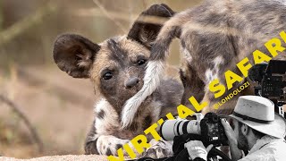 Ultimate Wild Dog Puppy Playtime- Virtual Safari # 191