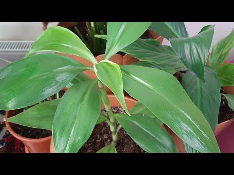 Video: Costus Bitki Bilgileri: Bahçede Costus Bitkileri Nasıl Yetiştirilir