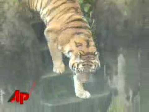 Teen tiger free teens — 13