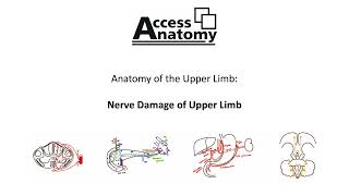 Anatomy of the Upper Limb 13 - Nerve Damage Upper Limb