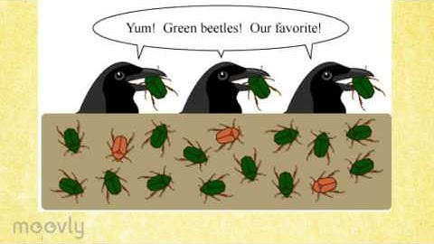 Common Misconceptions of Evolution