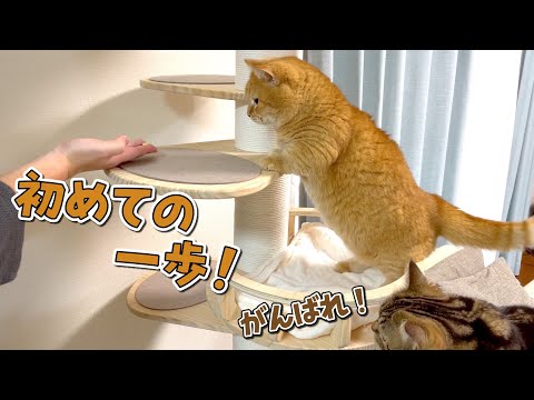 高い所が苦手な短足猫によるキャットタワーチャレンジ！