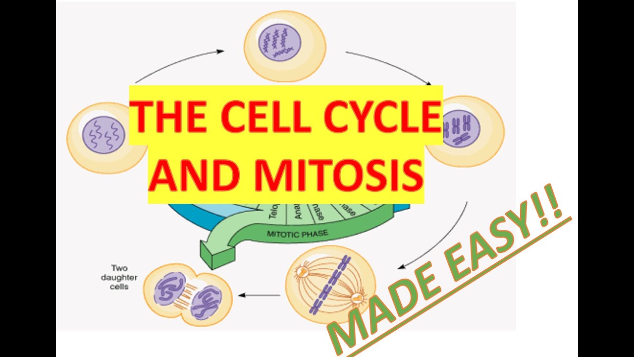 Episode 9: Cell Cycle and Mitosis Explained - YouTube