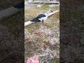 Granizo en el CORRAL 😱 #shortsvideos  #granizo #corral #avesdomesticas #patos #gansos #sitio