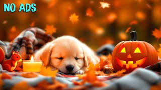 картинка: 15 ЧАСОВ релаксационной терапии с домашними животными🧘‍♀️🐶Нейтрализатор городского шума🏢🧠Спокойс