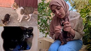 Stray mama cats try to introduce us to their kittens who don't want to. by Feeding Street Cats 8,741 views 2 weeks ago 8 minutes, 37 seconds