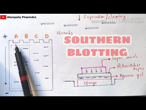 Videó: Mi a Southern blotting technika?