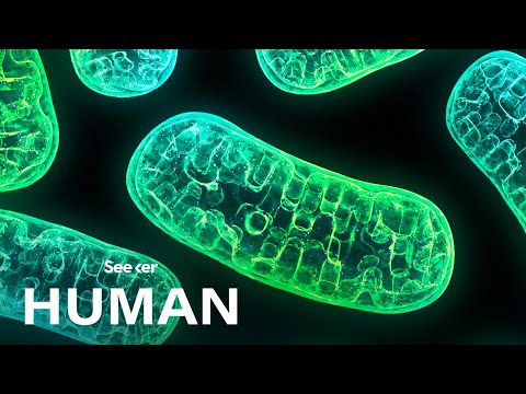 Wideo: Gdzie można znaleźć mitochondria?