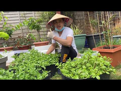 Video: Rau cải xoong trong vườn - Học cách trồng và chăm sóc cải xoong trong vườn
