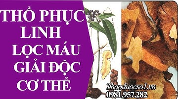 Thổ phục linh - Lọc máu, giải độc