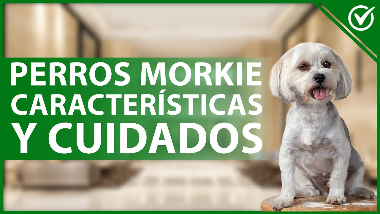 🐩 ¿Cómo son los Perros Morkie? - Características y Cuidados 🐩 - YouTube