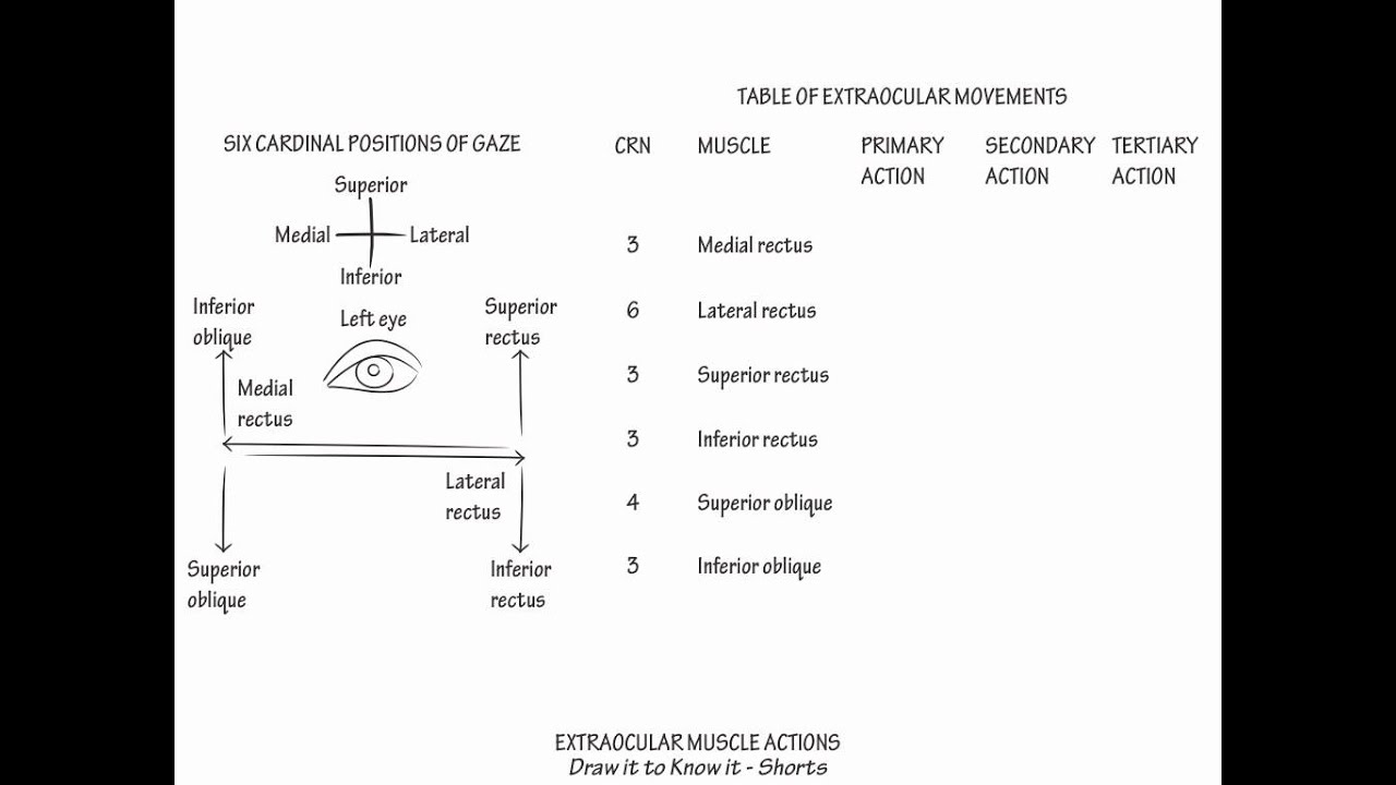 Eye Muscle Movement Chart