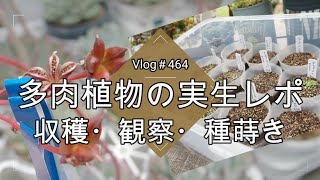【Vlog464】【多肉植物】エケベリアの実生レポ🌱収穫・観察・種まき【交配苗を作ろう】