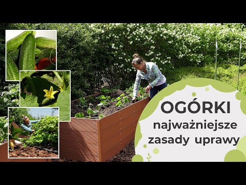 Wideo: Co woli ogórek: sadzonki czy na zewnątrz?