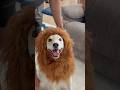 Living the best #lionking life #doglife #disneyparody #dogcostume