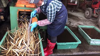 洗いごぼう100円の牛蒡【鹿児島農業】［せんちゃん農業］