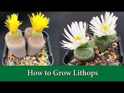 Video: Lithops (53 Photos): Types And Reproduction Of 