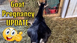 Goat Pregnancy Update 2023 / Winter Storm in the Ozarks Mountains