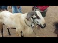 BIGGEST SHEEP GUDUR FRIDAY SHEEP MARKET 25 6 21