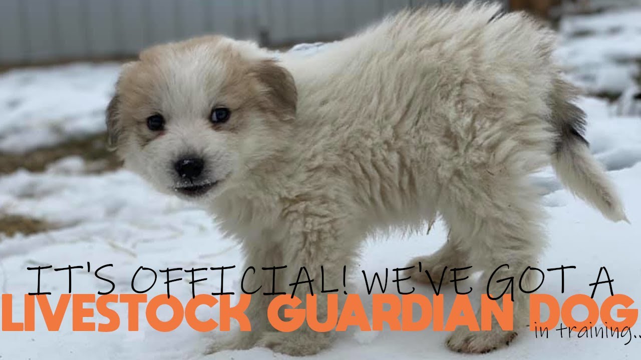 We Got a Livestock Guardian Dog! (Introducing Our LGD Puppy to Our