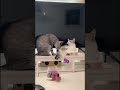 LOVE HURTS | cat BITES butt! 😽🙀
