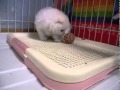 ポメラニアン 子犬 pomeranian puppy