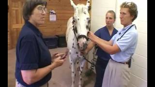 Respiratory System: Physical Examination of the Horse