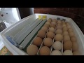 18- тий день інкубації курячих яєць. ТЕМПЕРАТУРНИЙ РЕЖИМ ІНКУБАЦІЇ.