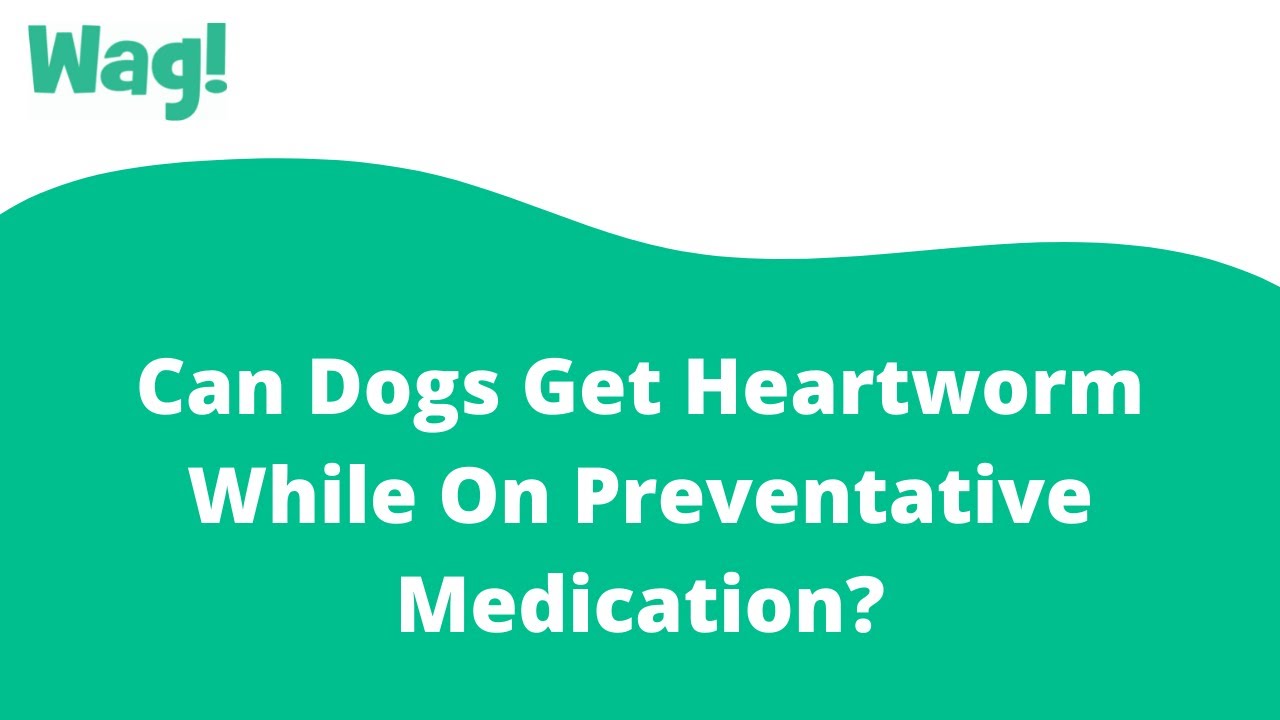 Can A Dog Still Get Heartworms While On Preventative?