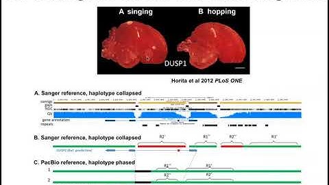 Optical Mapping and Lessons from Vertebrate Genomes Project