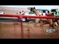 الذيب ل ياسر البلوي تبوك الذيب ل ياسر البلوي تبوك