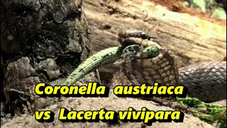 Coronella austrica vs Lacerta vivipara