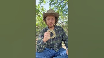 Making a rawhide bowstring Part 1 #outdoors #bushcraft #primitive #survival #camping #archery