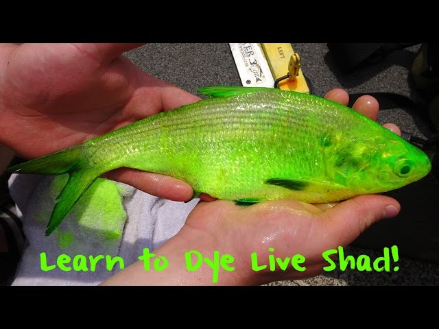 Epic Baits: How To Fire Dye Shad 