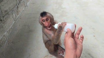 Monyet lapar sudah lama tidak ter urus saya ambil dan merawatnya