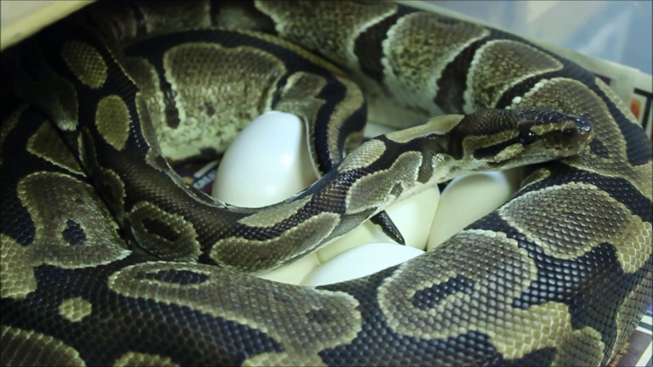 eggs florentine Ball python caught laying her eggs!
