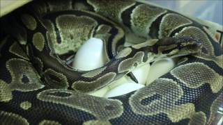 Ball python caught laying her eggs!