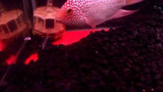 DSCF1533.AVI