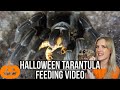 HALLOWEEN TARANTULA FEEDING VIDEO