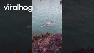 Dolphin Shows Off Its New Toy || Viralhog