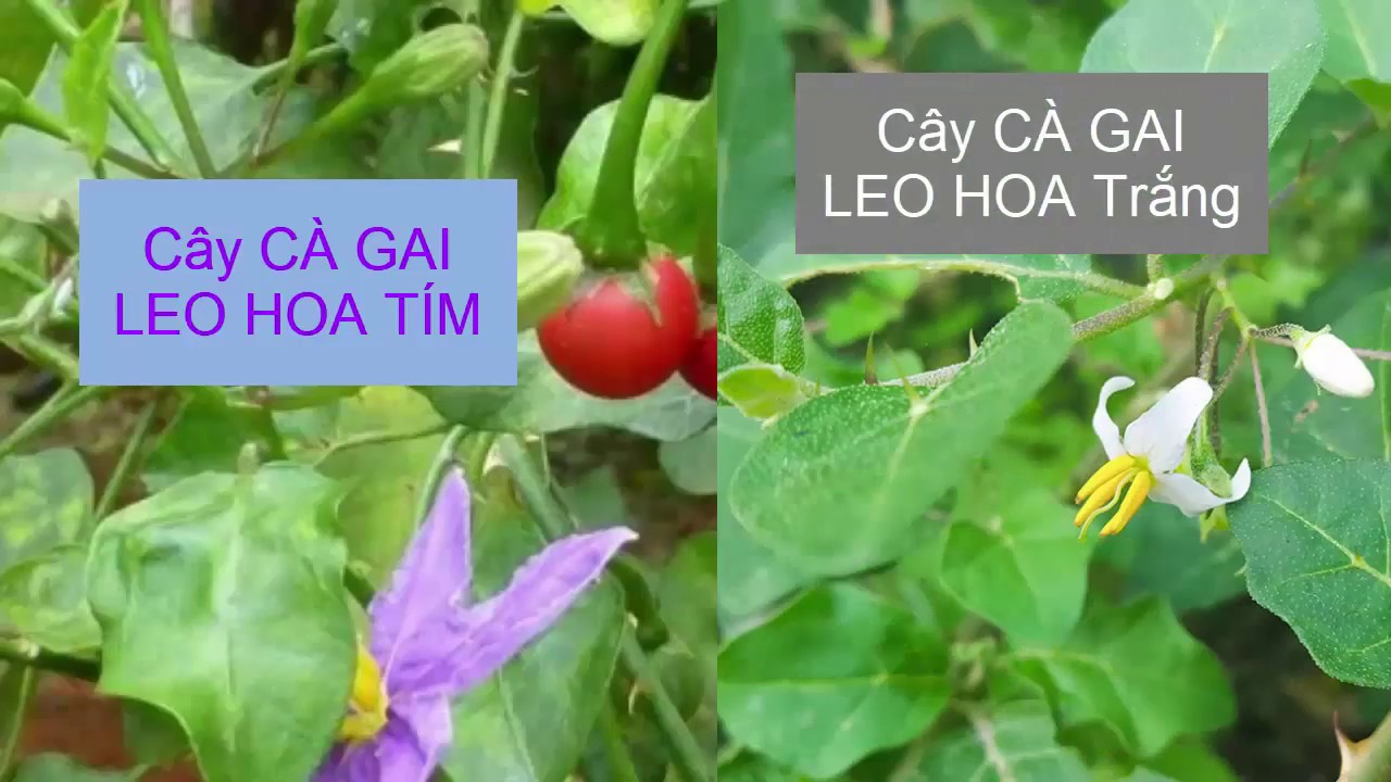 Cây CÀ GAI LEO - Cây thuốc đã được kiểm chứng về khả năng CHỮA CÁC BỆNH VỀ GAN