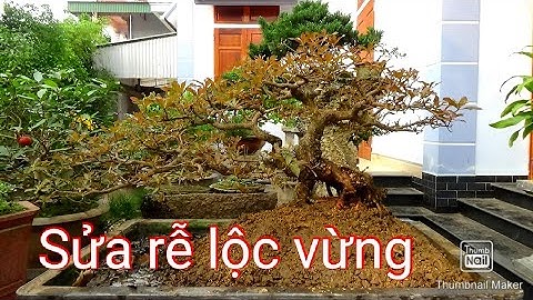 Sửa rễ cây lộc vừng dáng bay