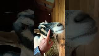 Reaction of Goats when I sing to them #goats #goatfarming #animallover #goatfarm