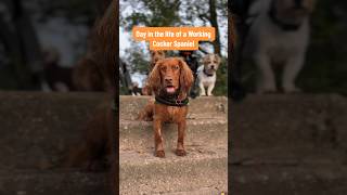 Day in the life of a Cocker Spaniel at doggy daycare