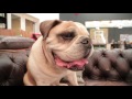 English Bulldog 101: Is a Bulldog Right For You?