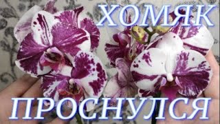 №213/ Ох и накупила   хомяк проснулся  Как чувствуют себя Ягуары