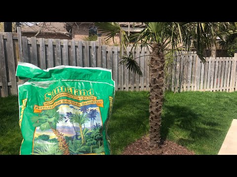 Video: Feeding Pindo Palms: How Much Fertilizer Does A Pindo Palm Need